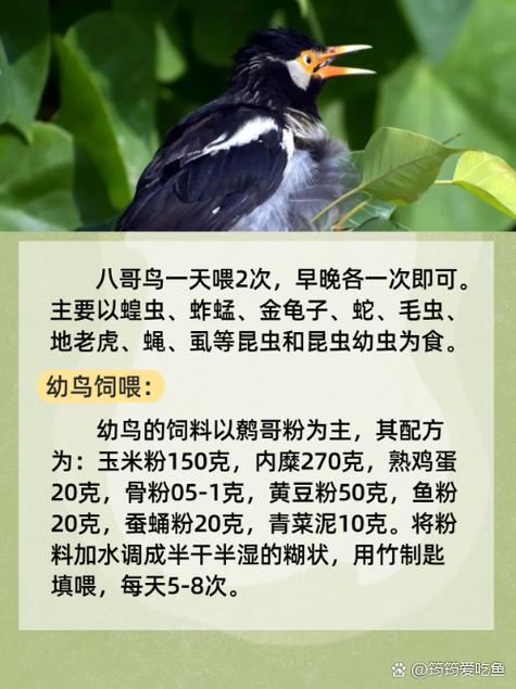 八哥影院视频在线观看 - 2025最新高清电影电视剧免费追剧平台(无广告/蓝光画质/每日更新)