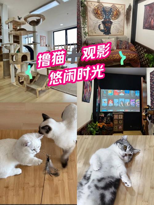 婷婷午夜电影院手机福利在线的相关介绍